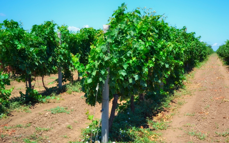 Akkerman Fortress and Local Winery Full-day guided tour-9