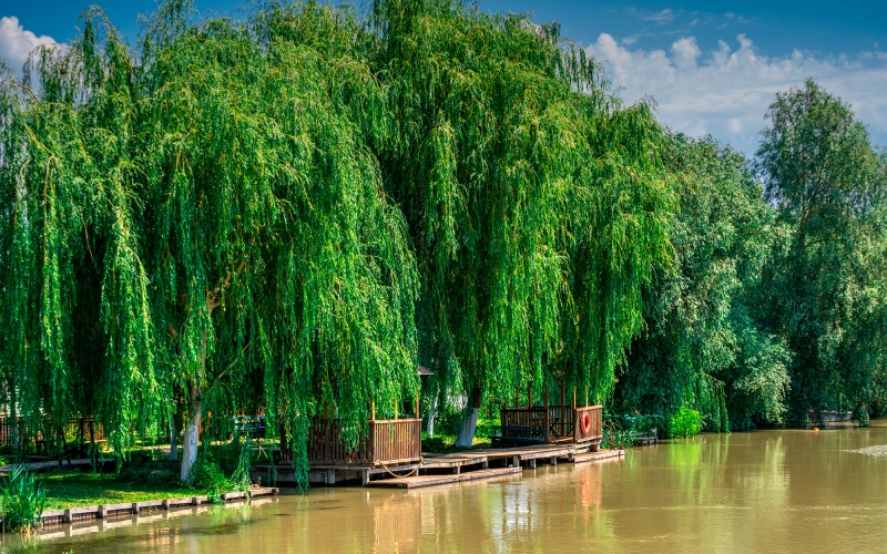 Vylkove and Danube Delta guided Full-day tour-0