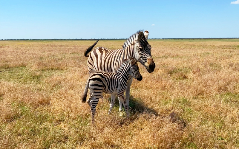 Pink Lake, Sandy Desert and Zebras feeding / 2-days Combo guided tour-6