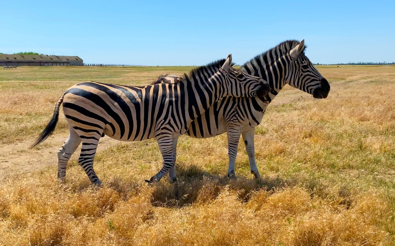 Pink Lake, Sandy Desert and Zebras feeding / 2-days Combo guided tour-4