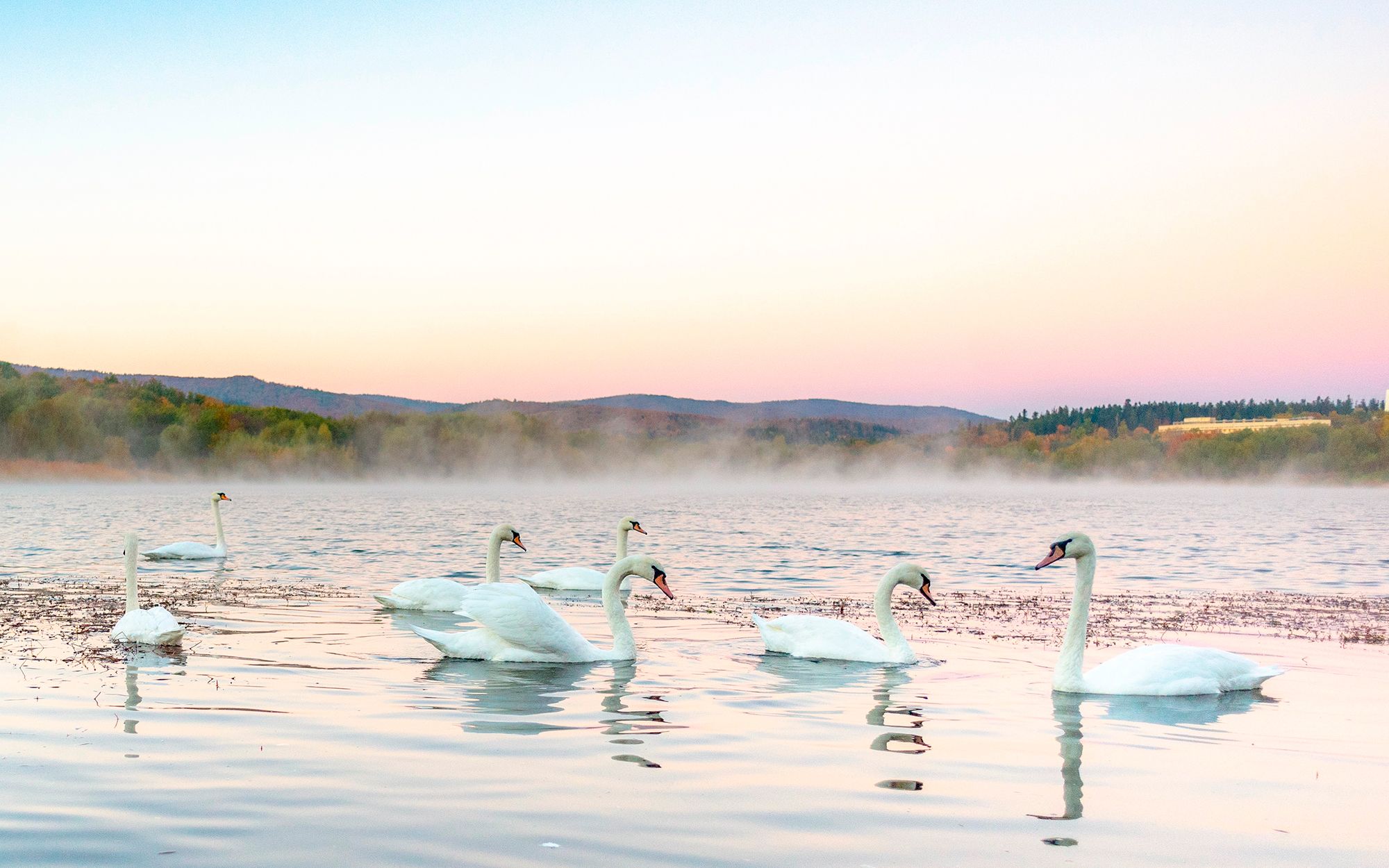 Swan lake | Truskavets